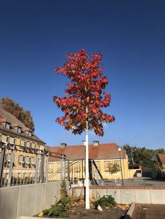 SOKO-Wald Oktober 2020