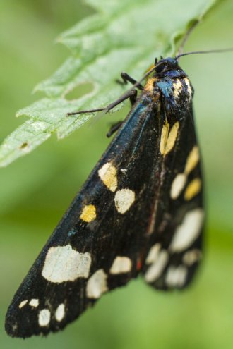 Jahrestagung der Entomologen-Vereinigung