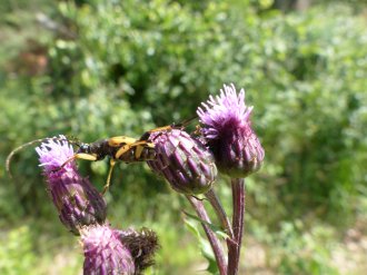 Tagung der Entomologen-Vereinigung 2017