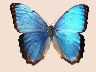 Der etwas andere Biologie-Unterricht Der etwas andere Biologie-Unterricht