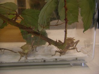 AG Insektenkunde 2016 AG Insektenkunde 2016