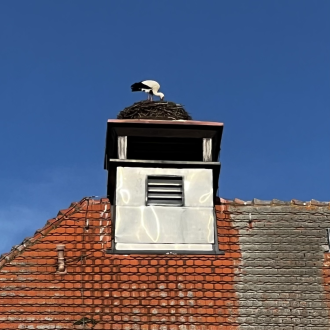 Das Storchenpaar auf dem Haus II unseres Gymnasiums STÖRCHE
